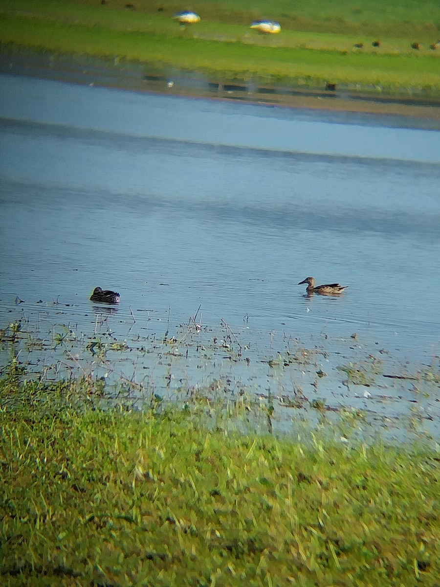 Canard chipeau - ML640608350