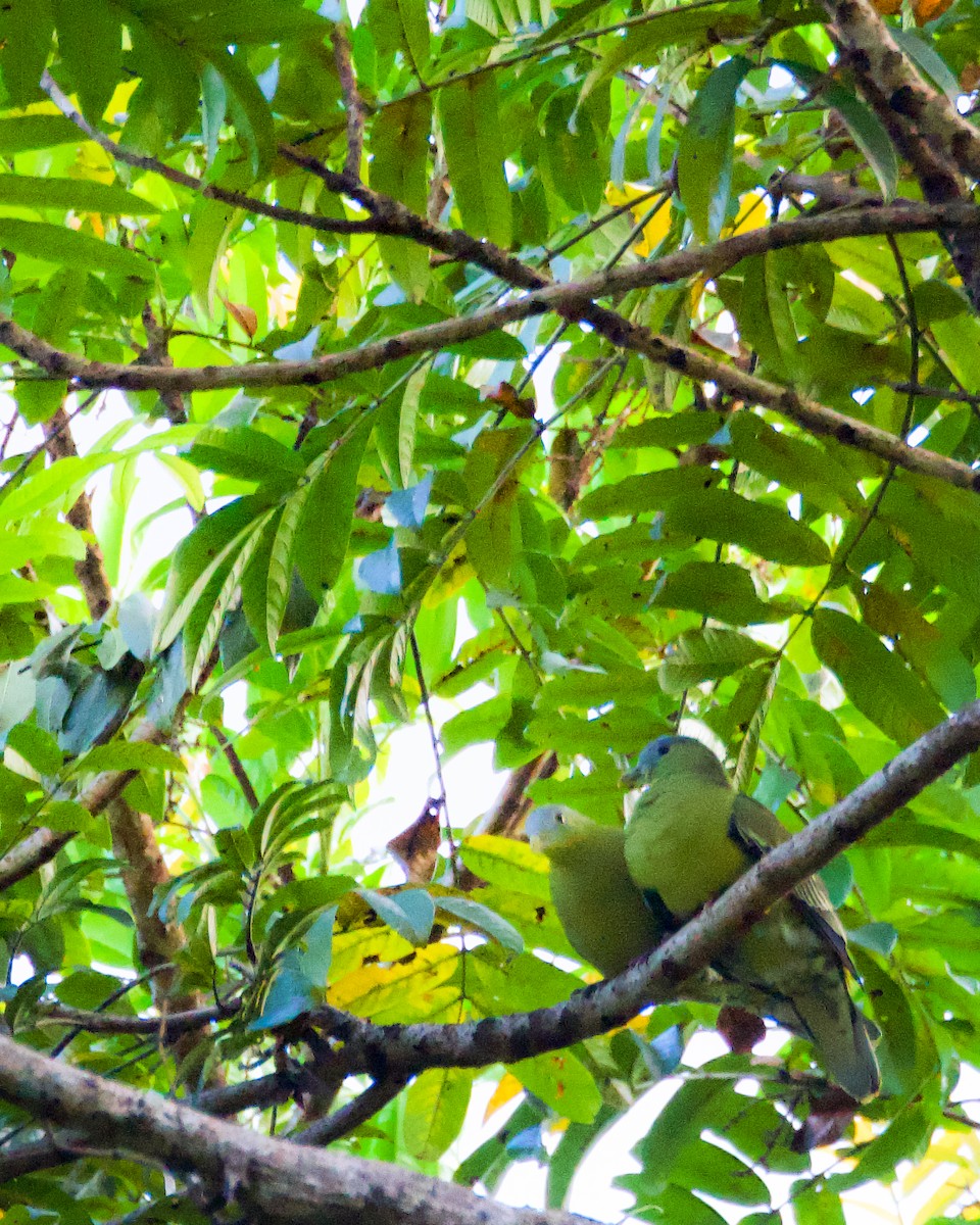 Flores Green-Pigeon - ML640608425