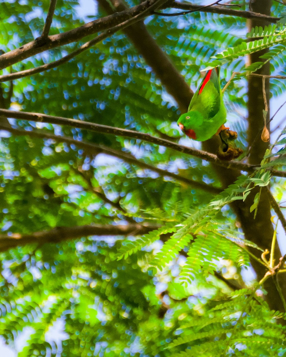 Wallace's Hanging-Parrot - ML640608431