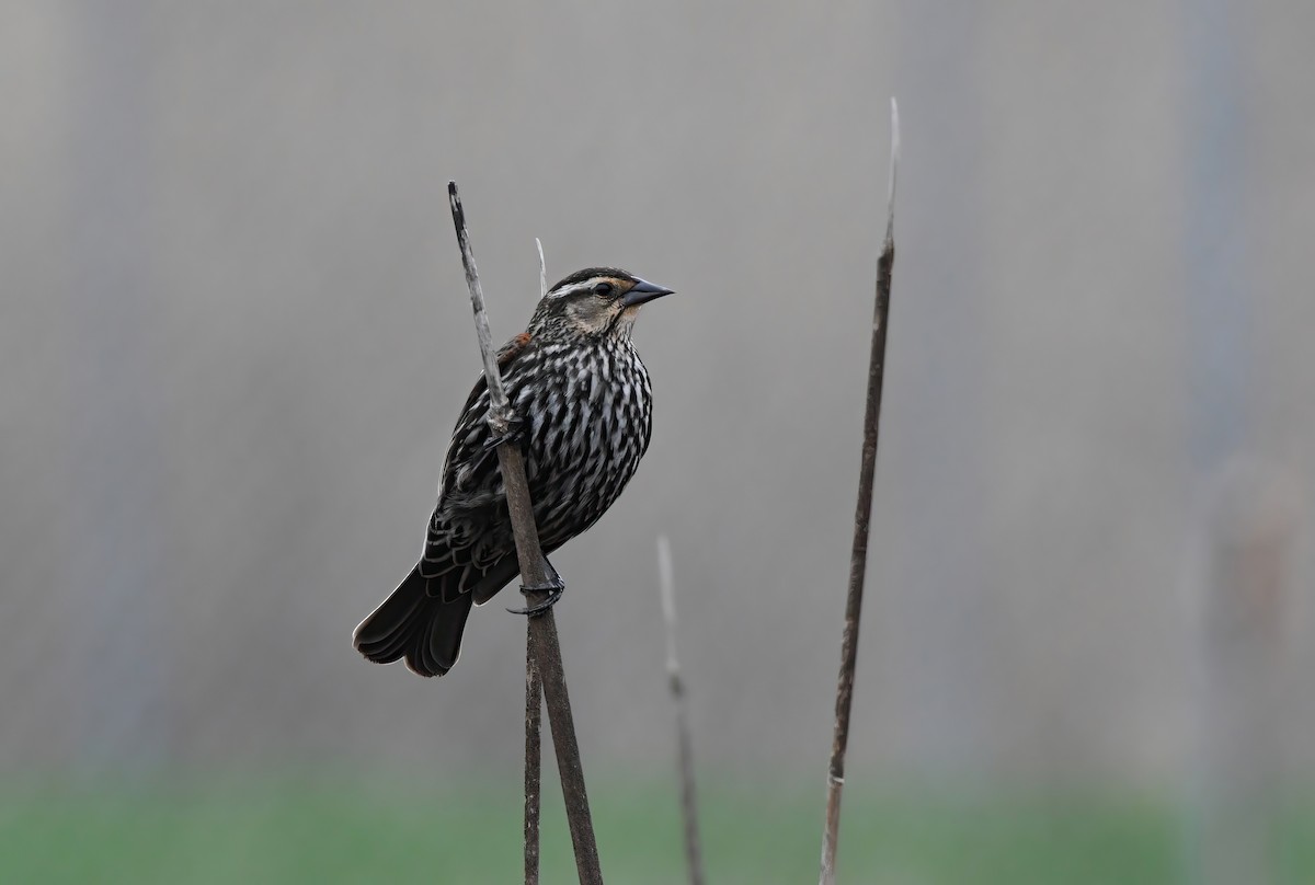 Red-winged Blackbird - ML640608441