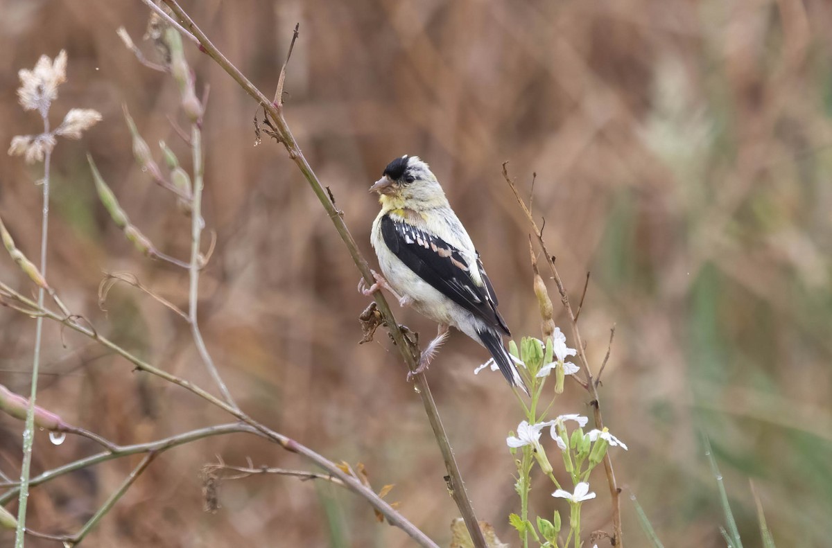 American Goldfinch - ML640608451