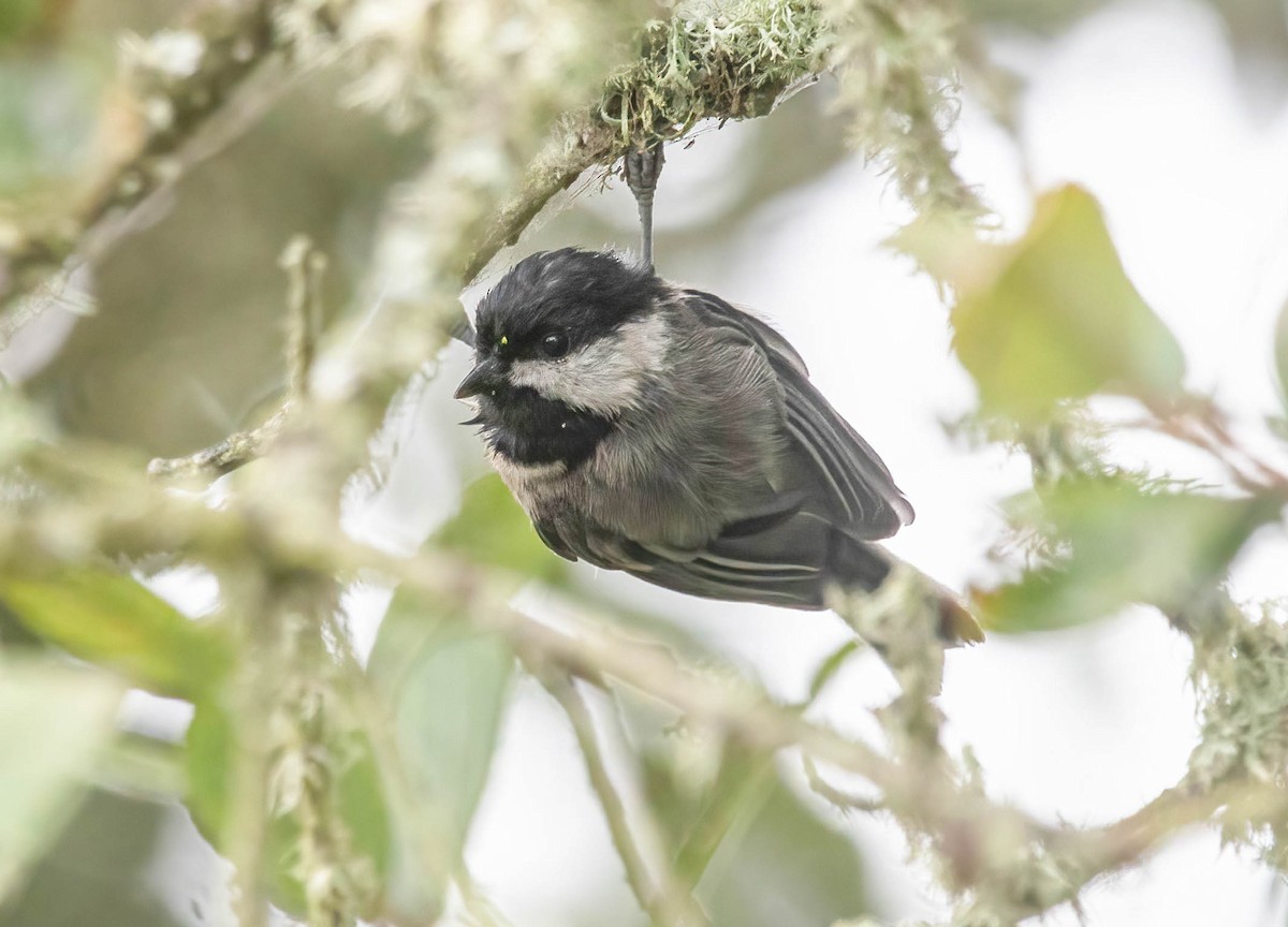 Black-capped Chickadee - ML640608462
