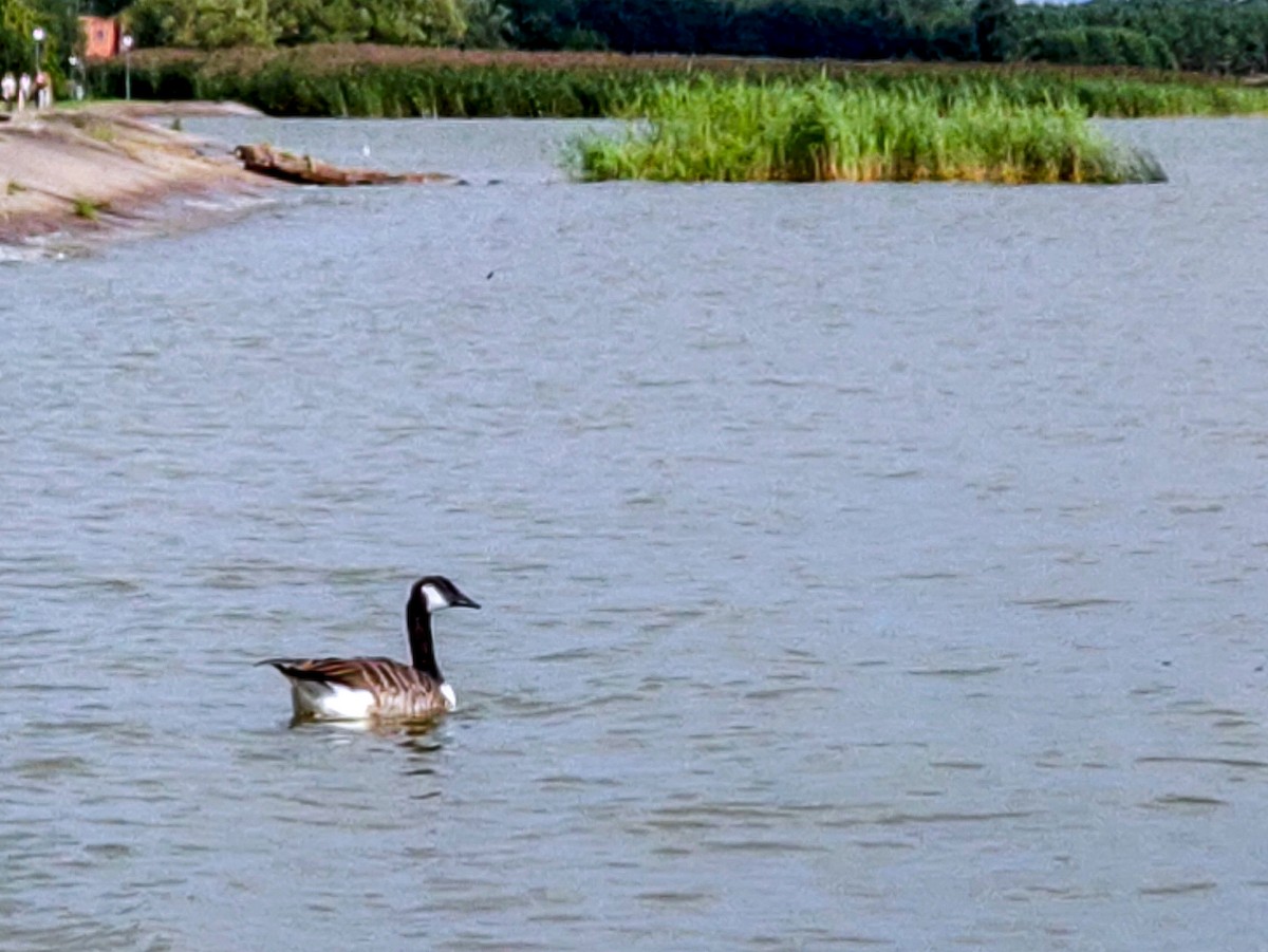 Canada Goose - ML640608504