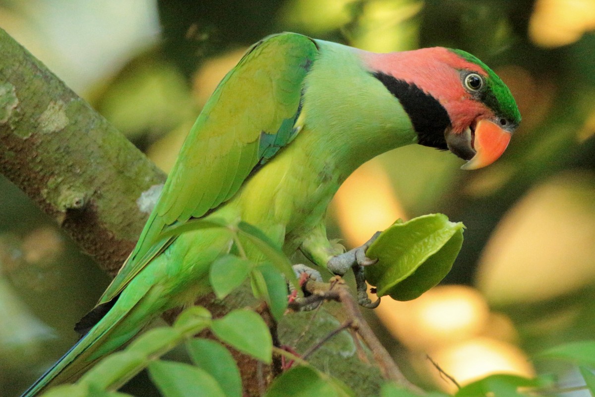 Long-tailed Parakeet - Fadzrun A.
