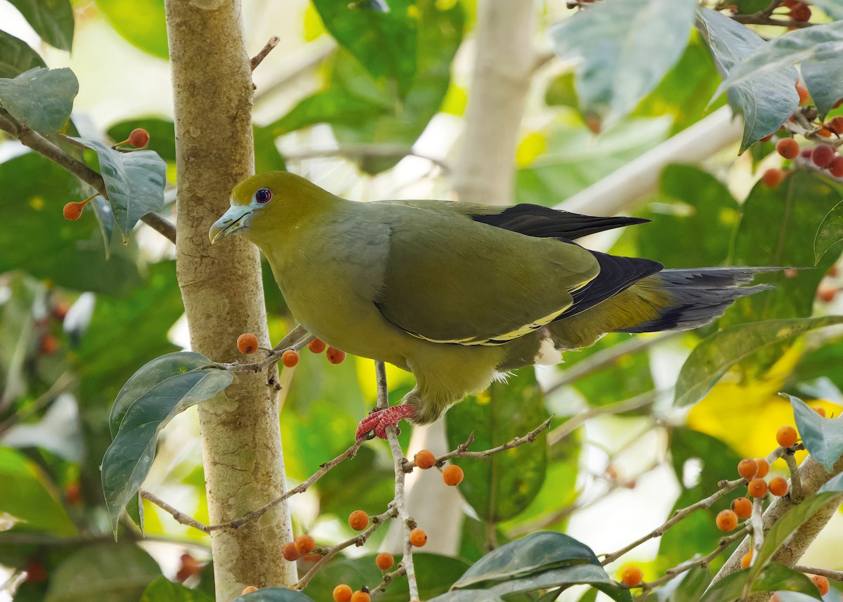 Pin-tailed Green-Pigeon - ML640608565