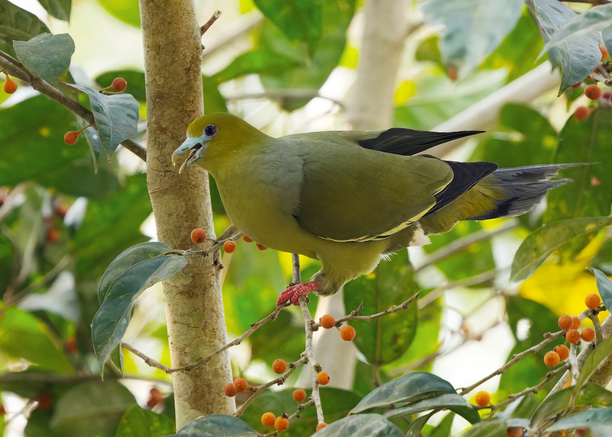 Pin-tailed Green-Pigeon - ML640608566