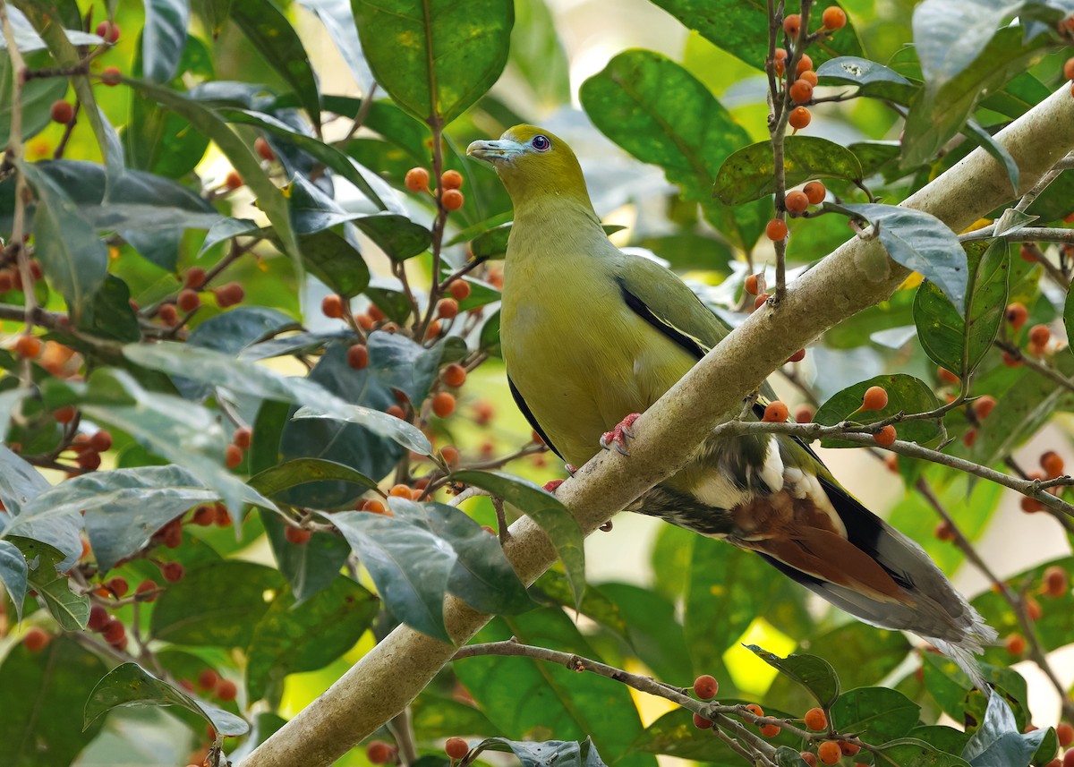 Pin-tailed Green-Pigeon - ML640608567