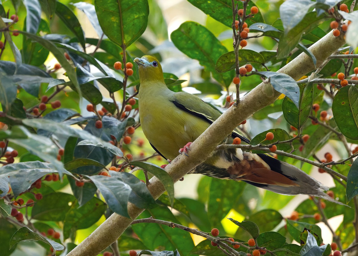Pin-tailed Green-Pigeon - ML640608568