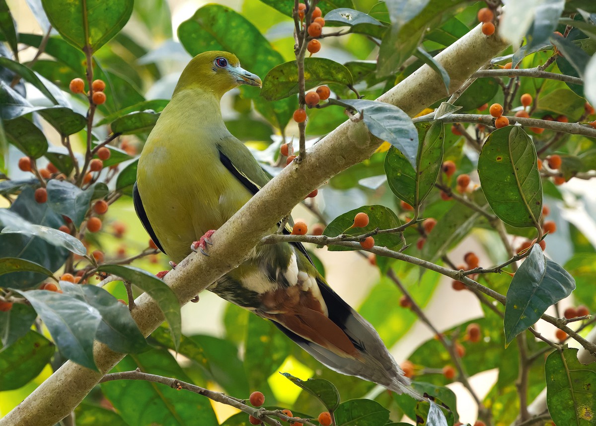 Pin-tailed Green-Pigeon - ML640608569