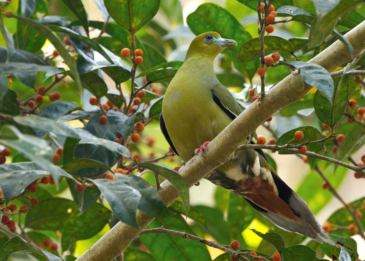 Pin-tailed Green-Pigeon - ML640608570