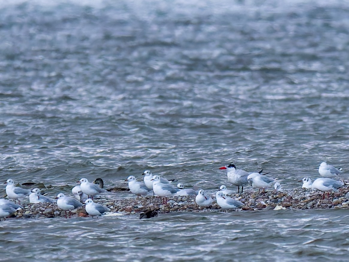 Caspian Tern - ML640608596