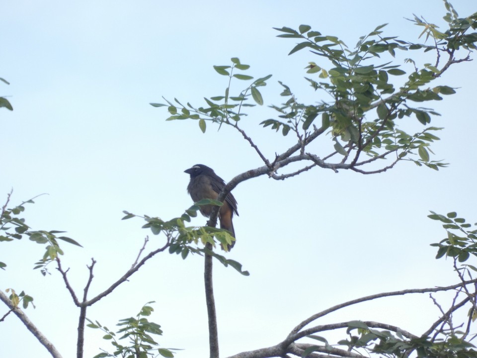 Cinnamon-bellied Saltator - ML640608604