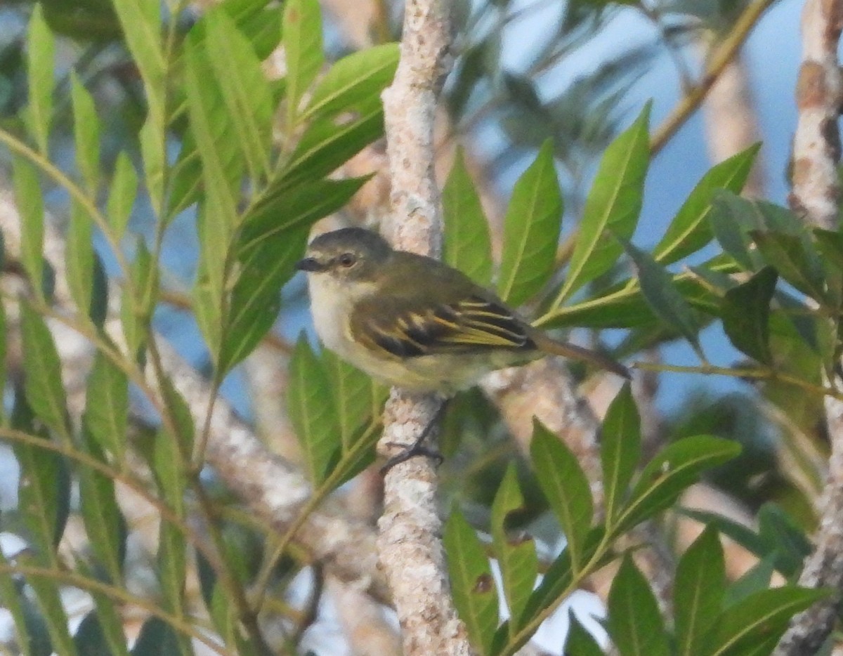 Mistletoe Tyrannulet - ML640608614