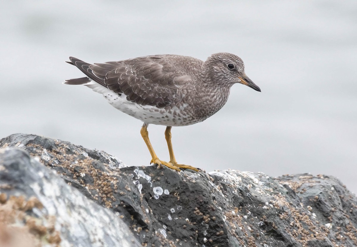 Surfbird - ML640608629