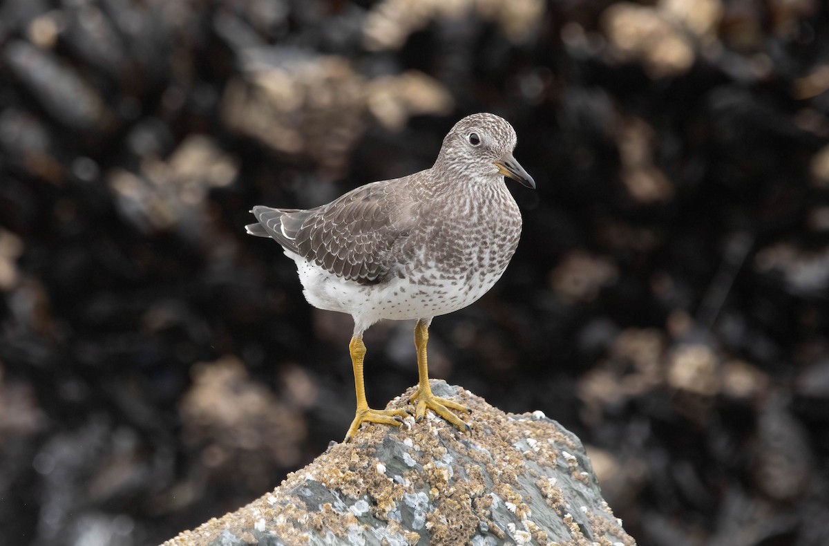 Surfbird - ML640608630