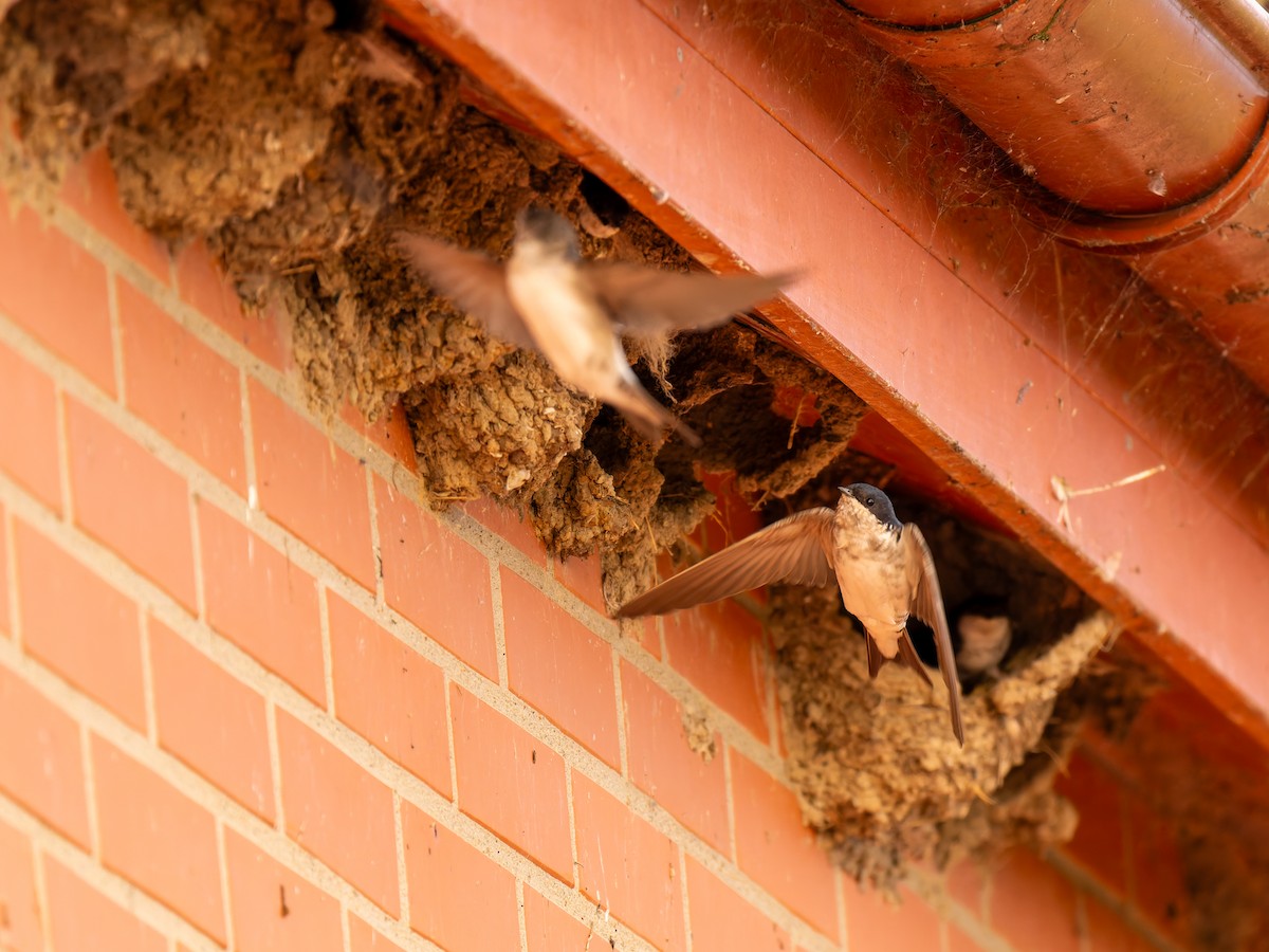 Western House-Martin - ML640608632