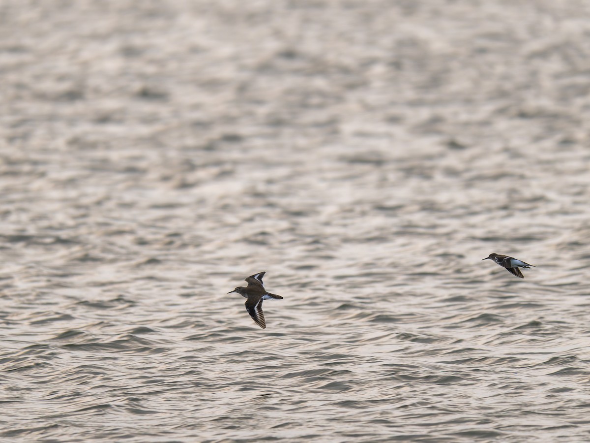 Common Sandpiper - ML640608660
