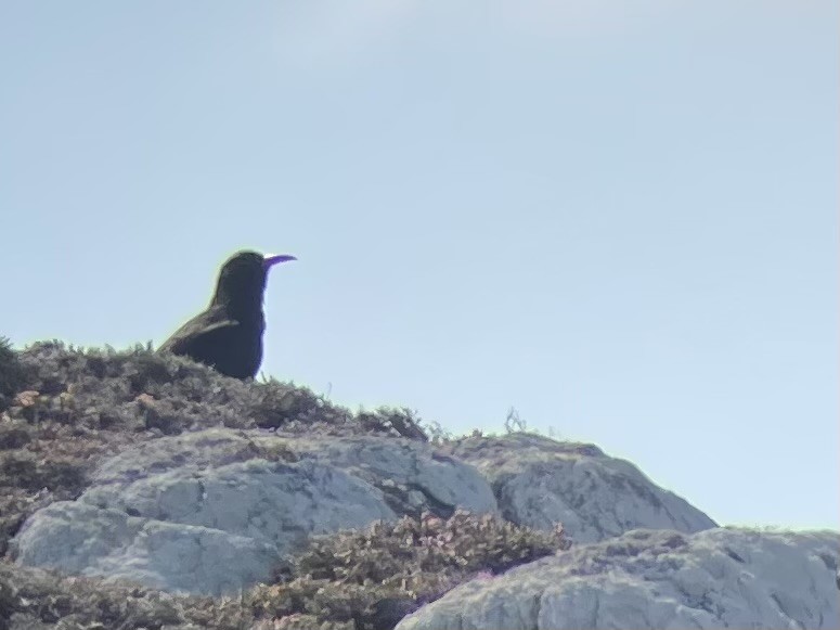 Red-billed Chough - ML640608670