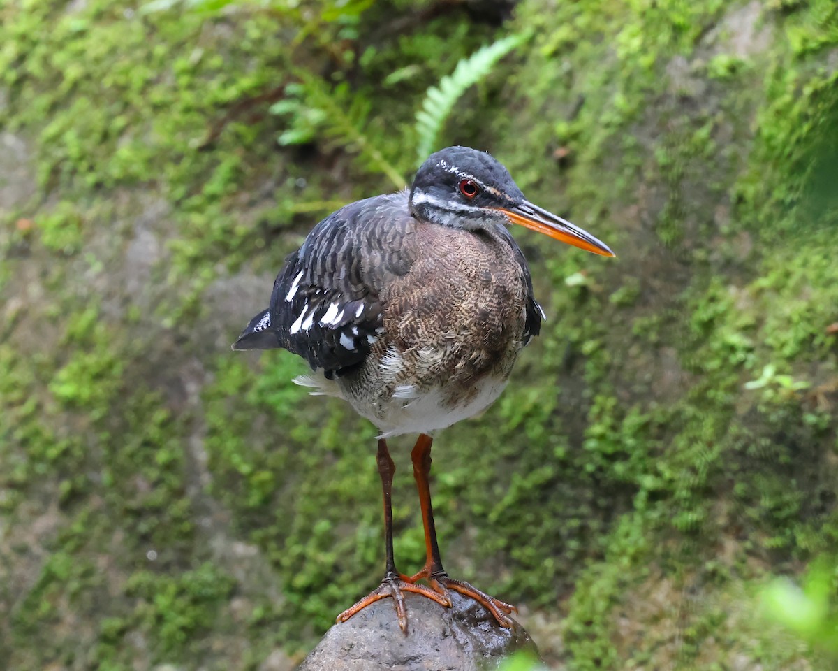 Sunbittern - ML640608691