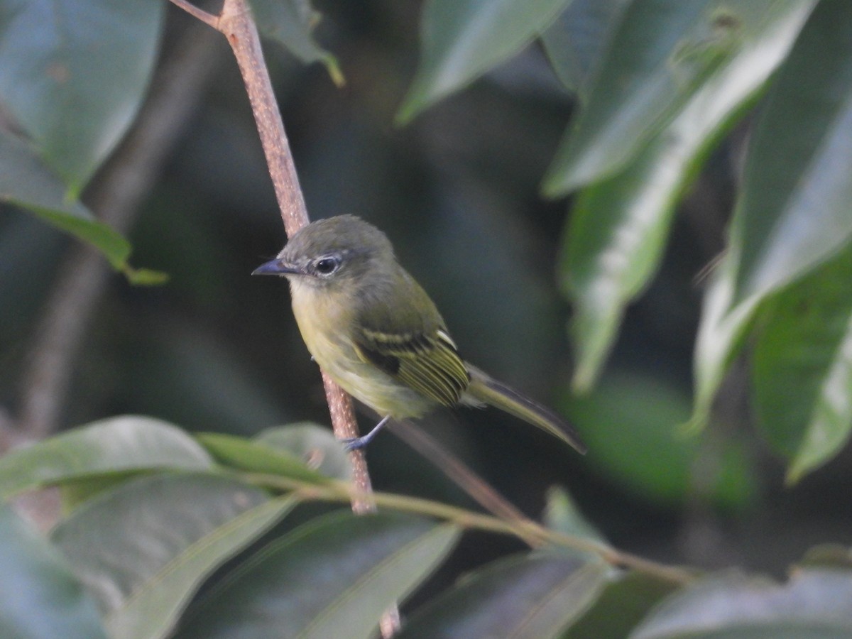 Yellow-winged Flatbill - ML640608729