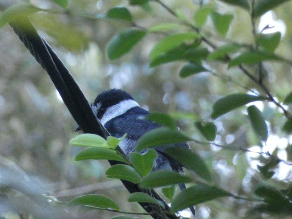 White-necked Puffbird - ML640608731