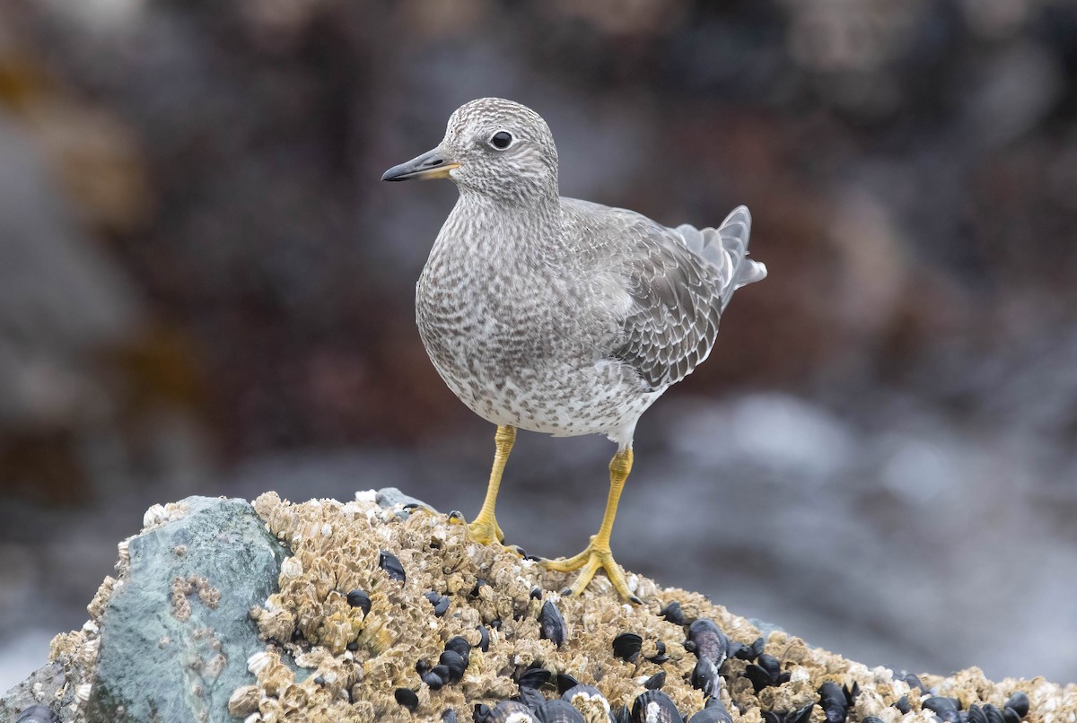 Surfbird - ML640608734