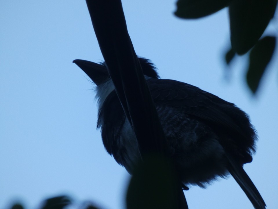 White-necked Puffbird - ML640608735
