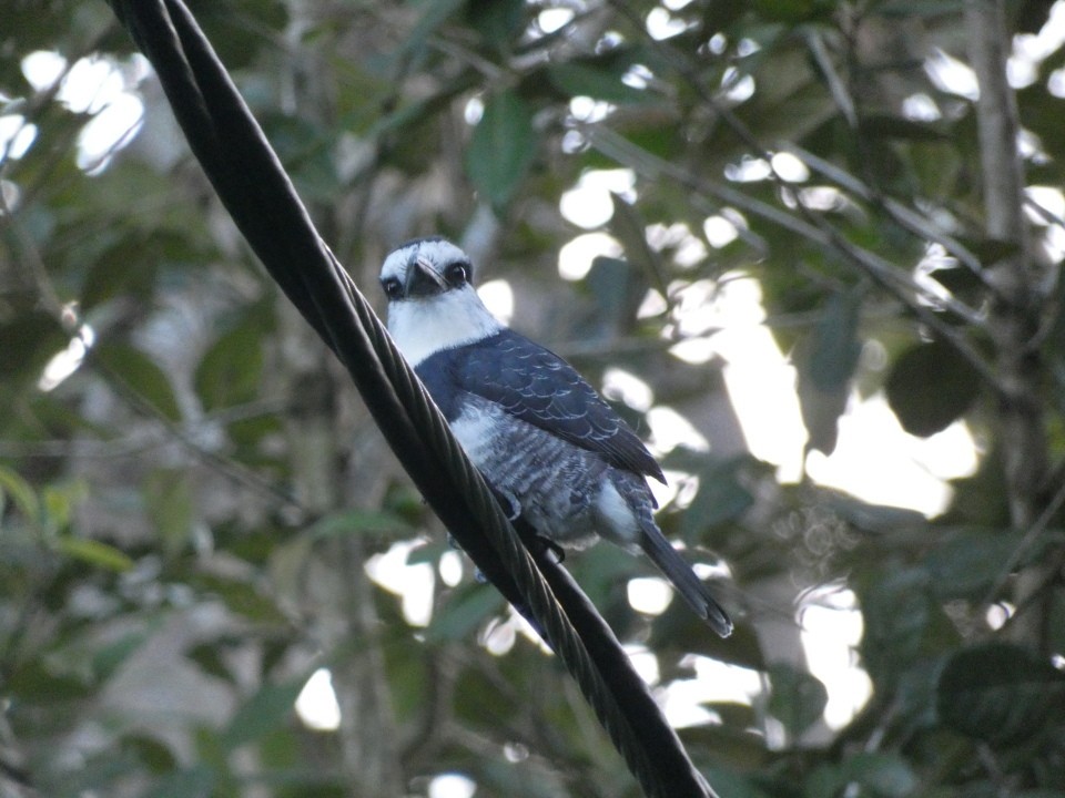 White-necked Puffbird - ML640608736
