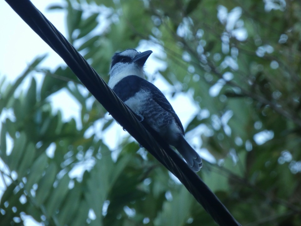 White-necked Puffbird - ML640608738