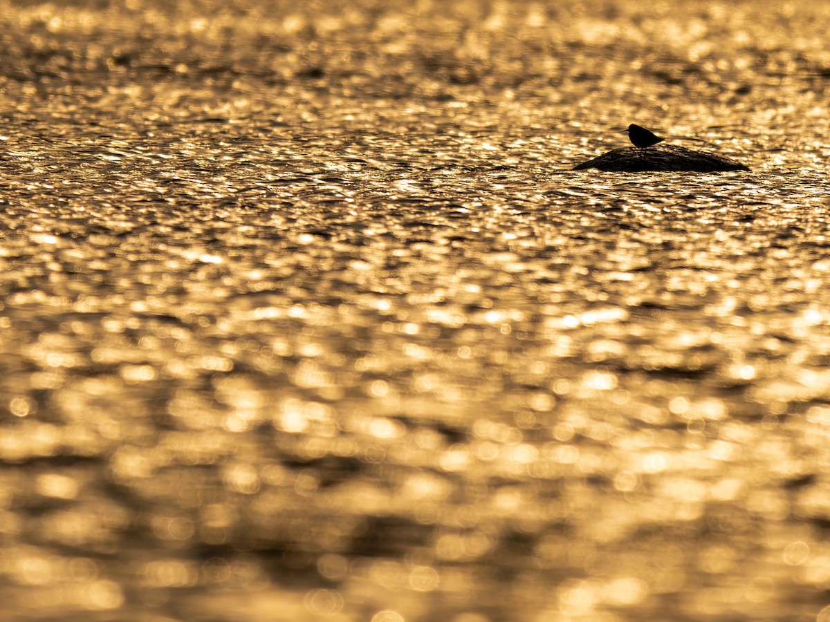 Common Sandpiper - ML640608739