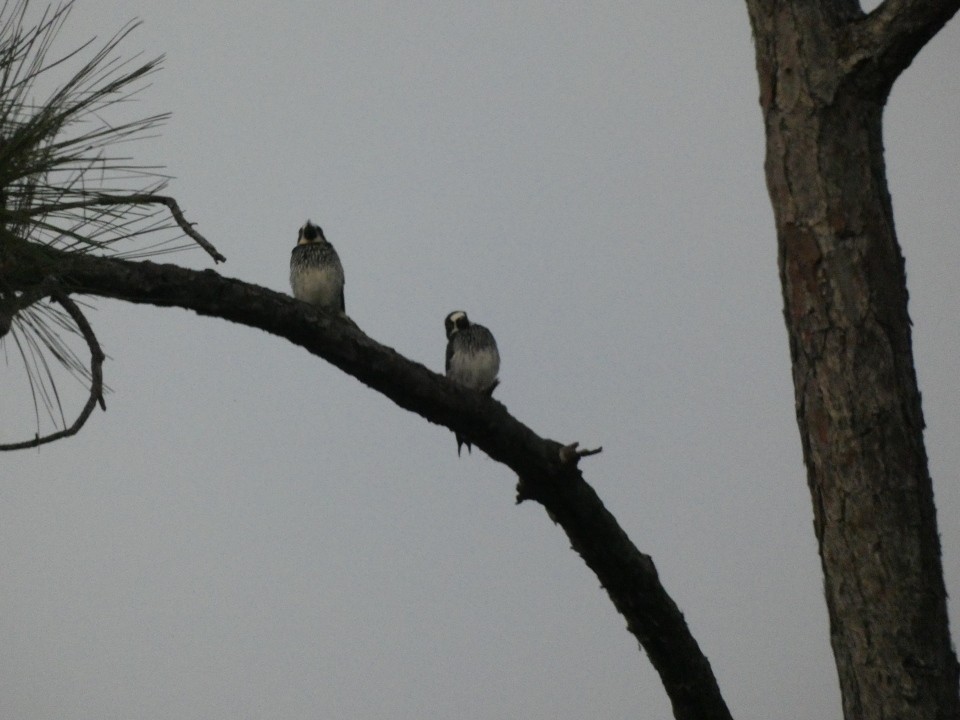 Acorn Woodpecker - ML640608755
