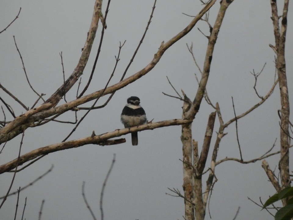 White-necked Puffbird - ML640608835