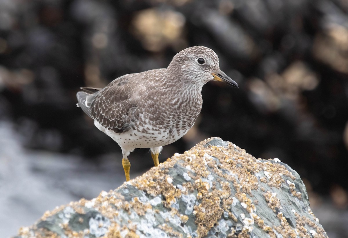 Surfbird - ML640608853