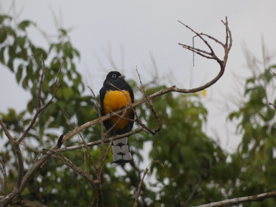 Black-headed Trogon - ML640608869