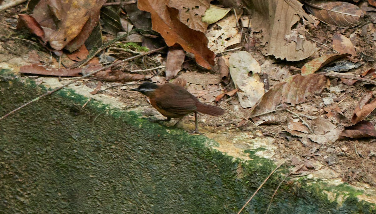 Malayan Black-capped Babbler - ML640608871