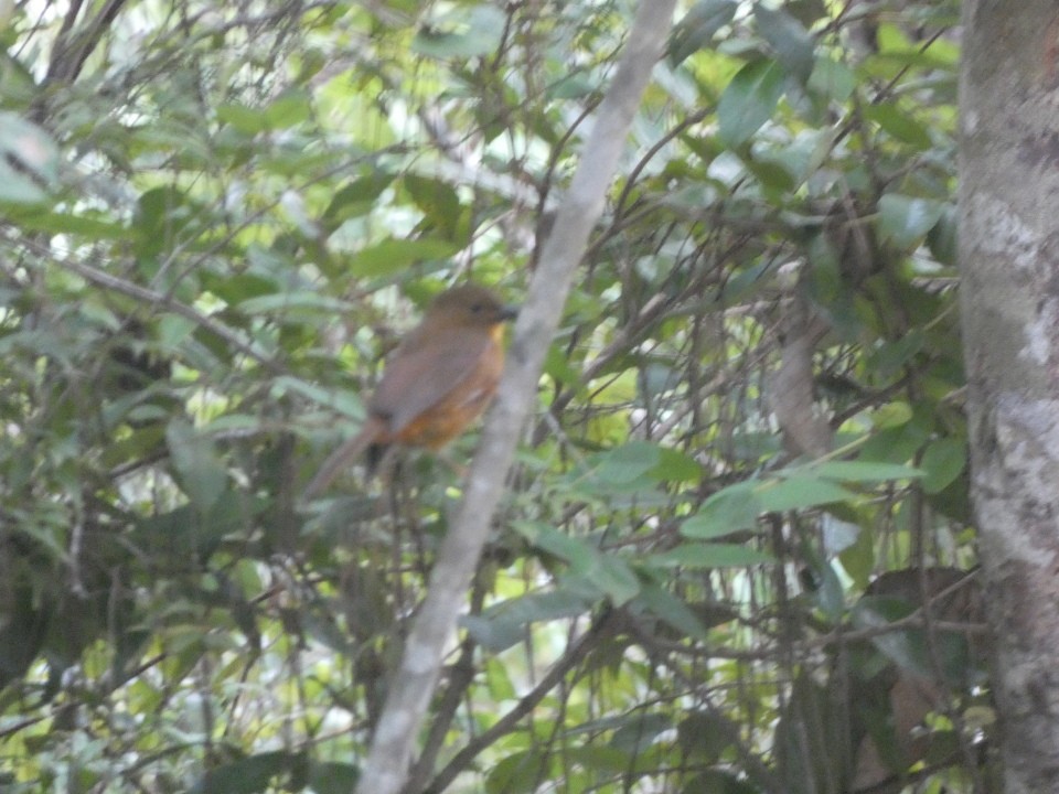 Red-throated Ant-Tanager - ML640608874