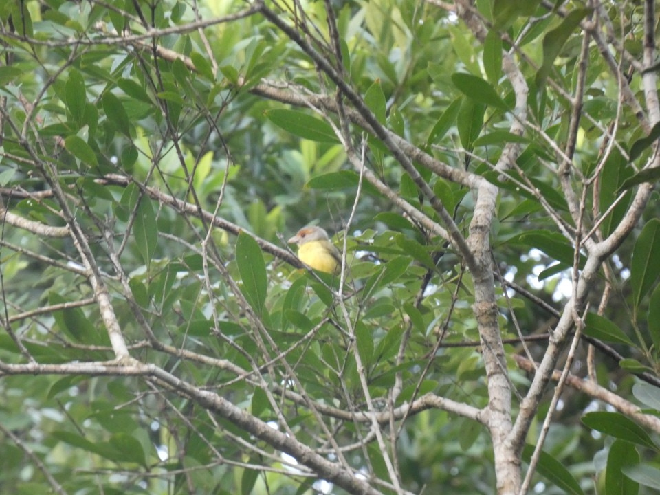 Rufous-browed Peppershrike - ML640608877