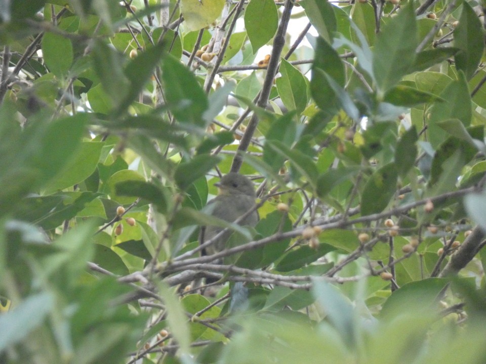 Red-capped Manakin - ML640608885