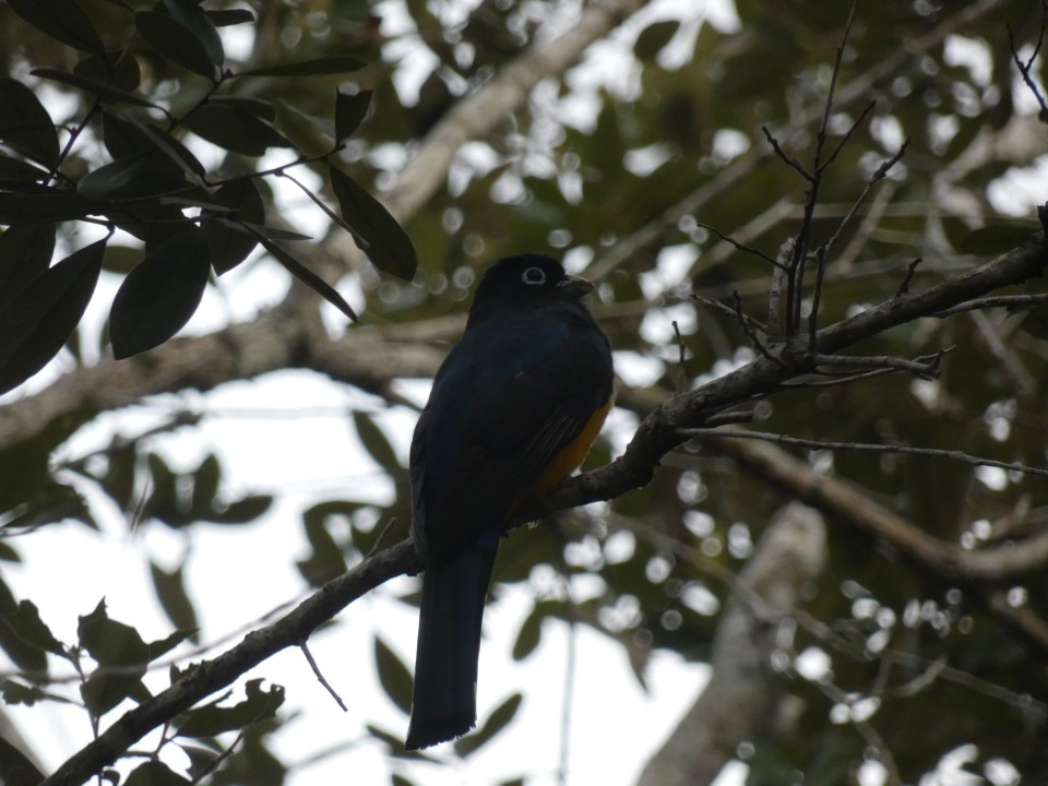 Black-headed Trogon - ML640608889