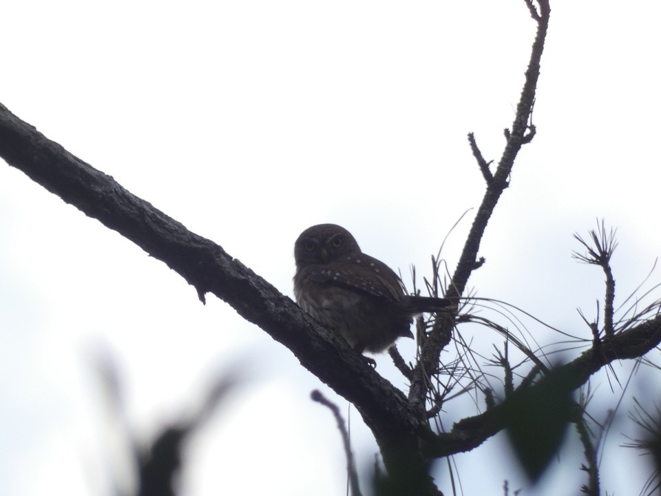 Ferruginous Pygmy-Owl - ML640608902