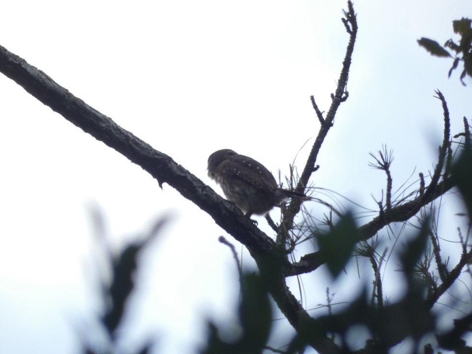 Ferruginous Pygmy-Owl - ML640608905