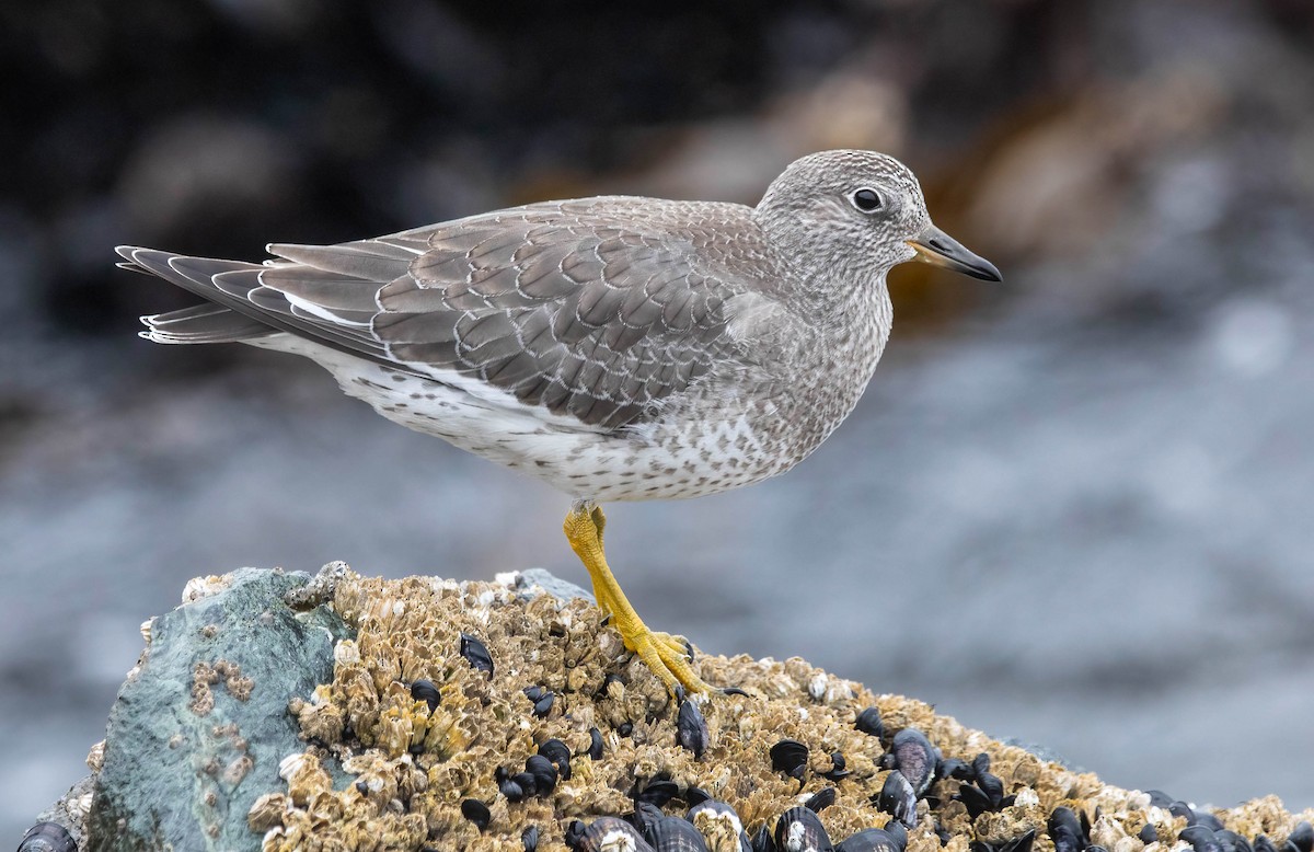 Surfbird - ML640608906
