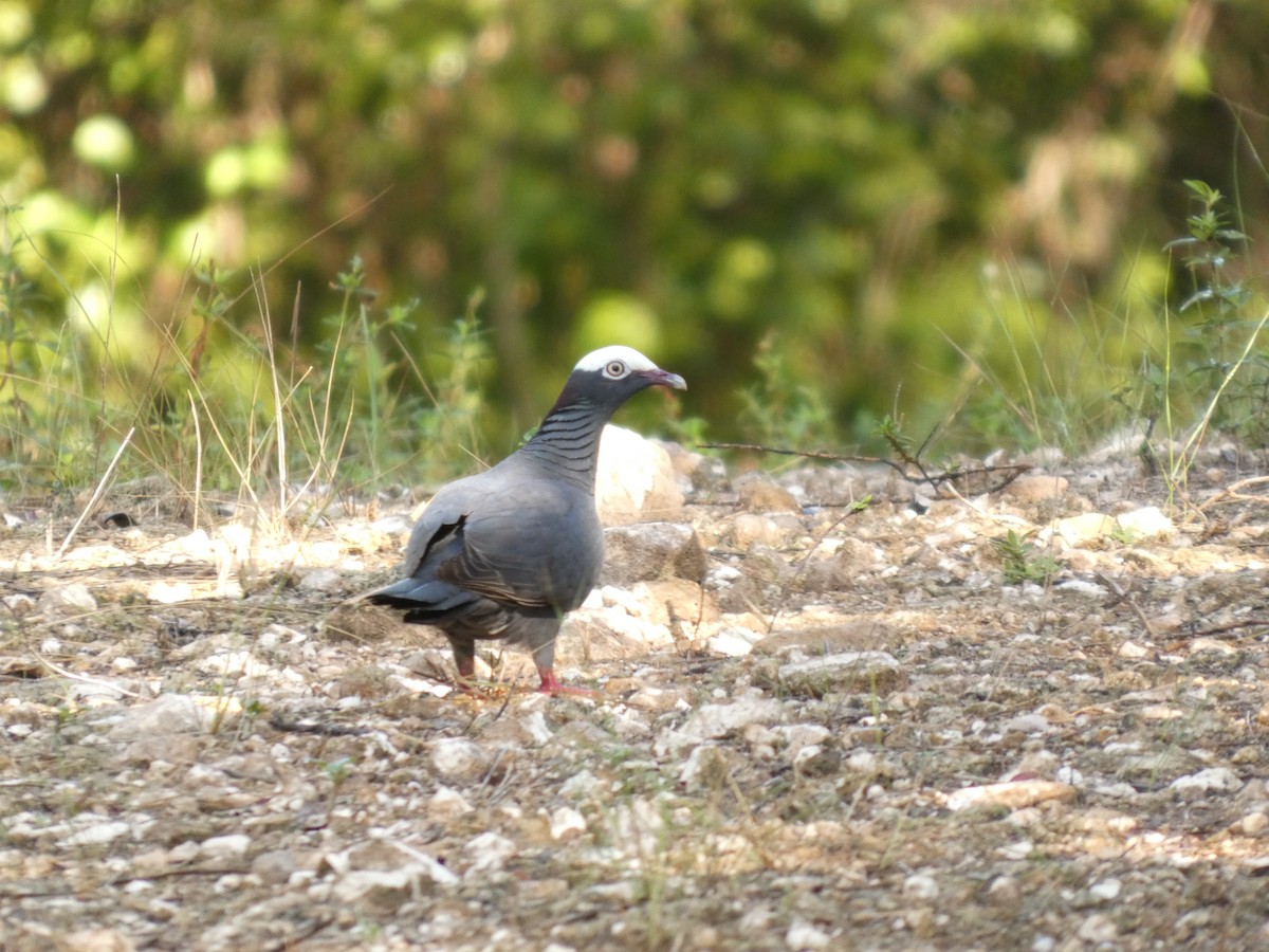 White-crowned Pigeon - ML640608955