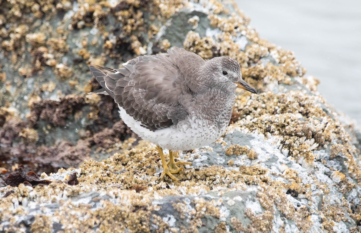 Surfbird - ML640609064