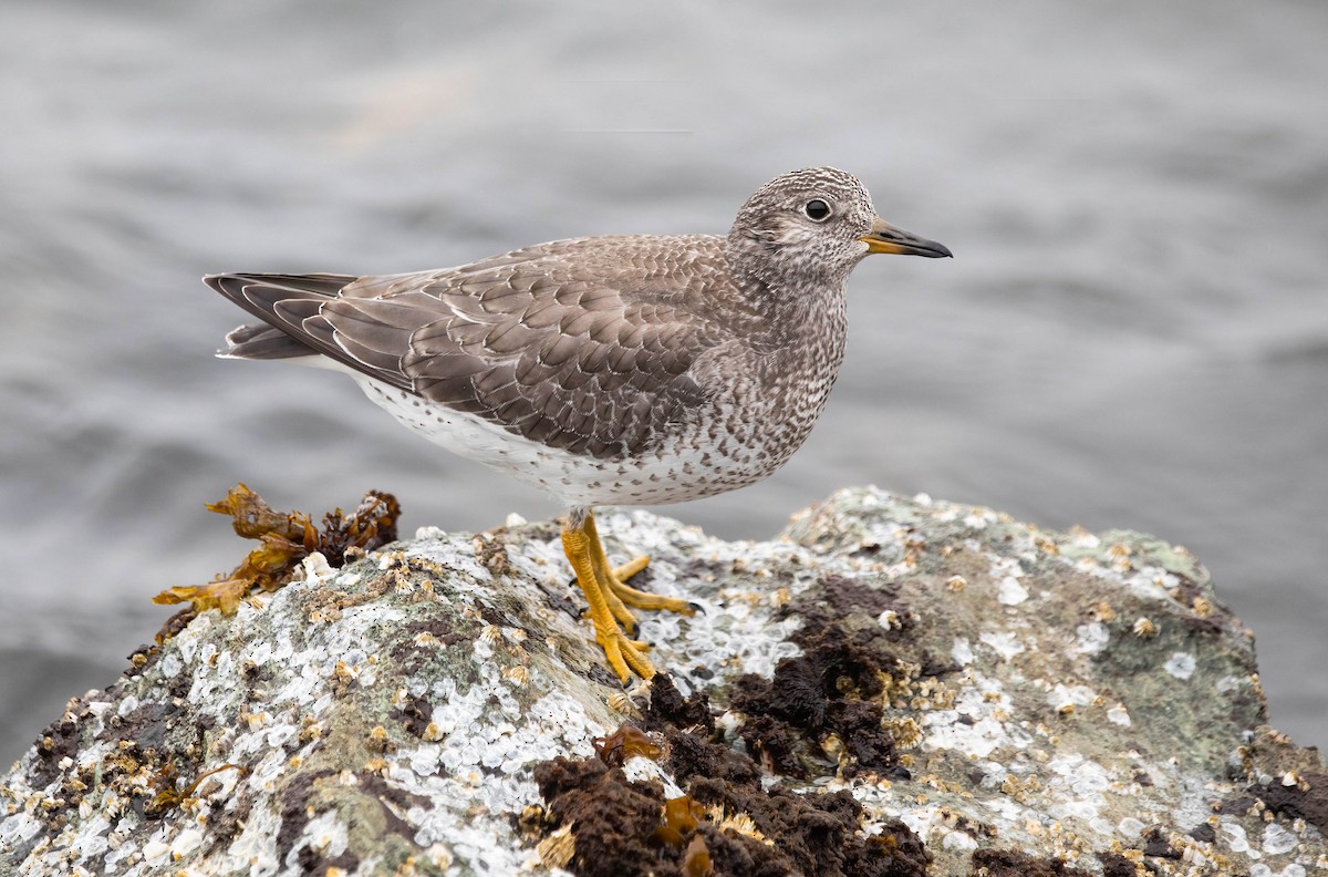 Surfbird - ML640609065