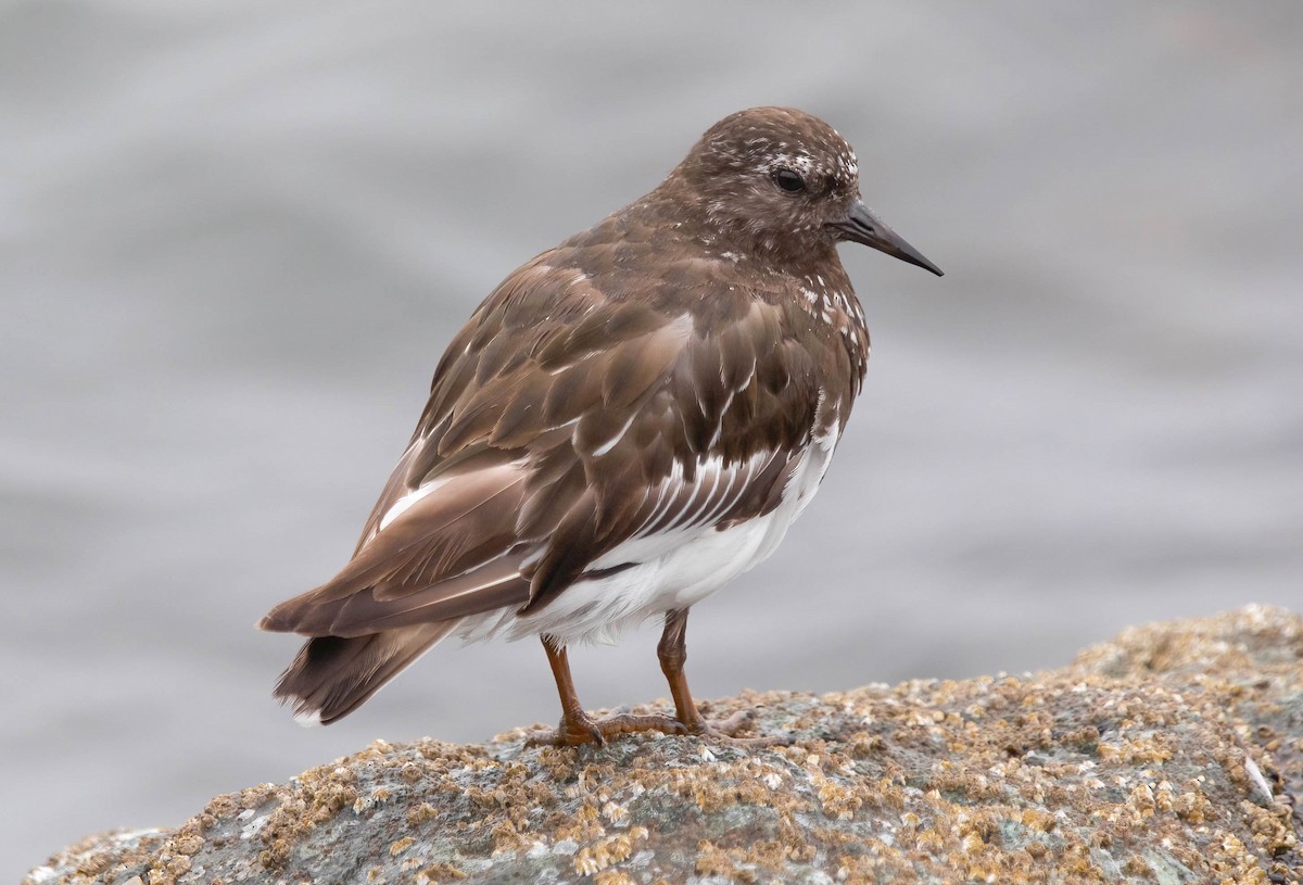 Black Turnstone - ML640609097