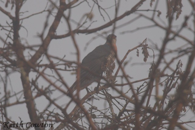 Einsiedlerkuckuck - ML640609102