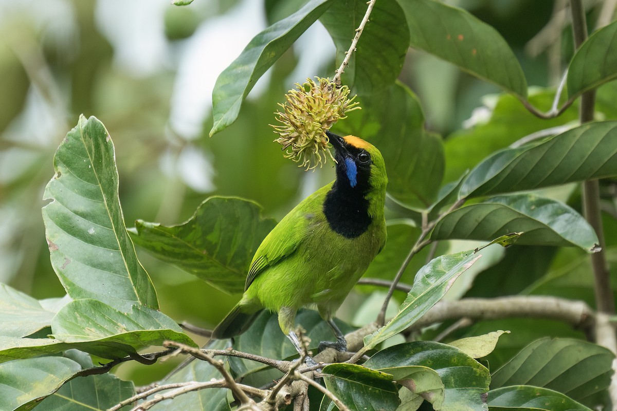 Золотолобая листовка - ML640609120