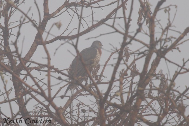 Einsiedlerkuckuck - ML640609126