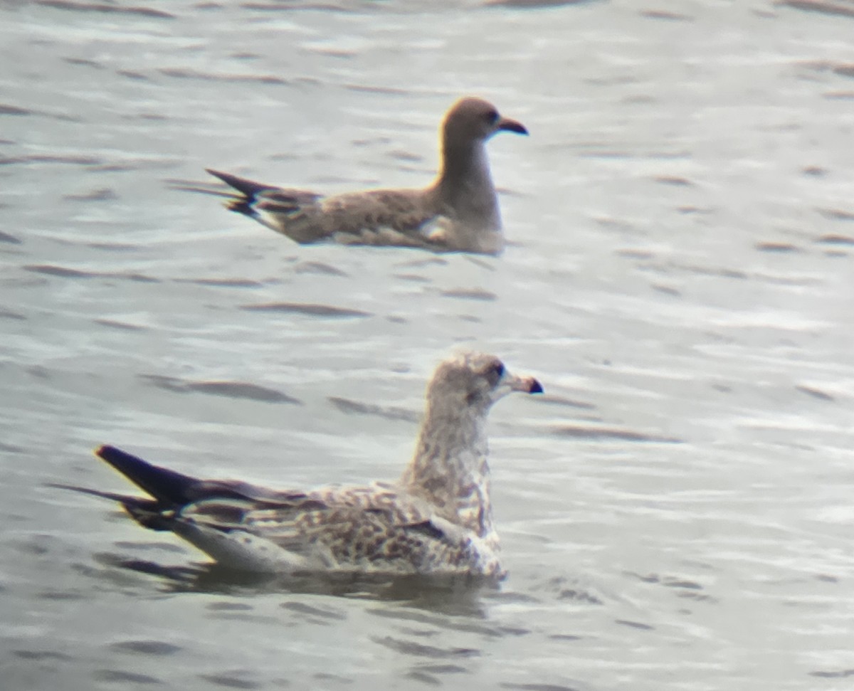 Mouette atricille - ML640609129